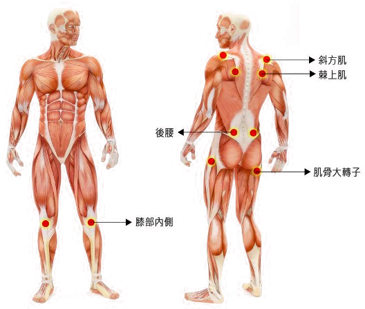 增加骨盆肌肉群