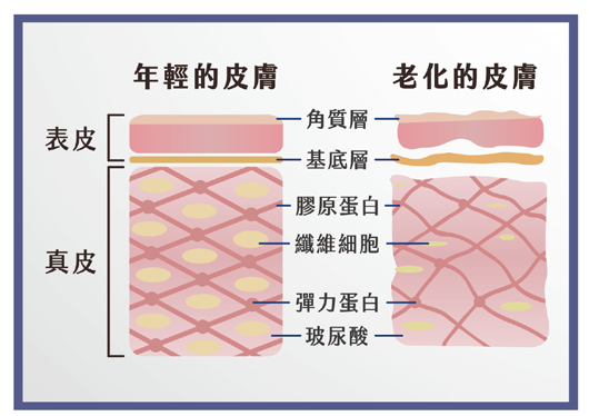 在你不注意時悄悄流失的膠原蛋白