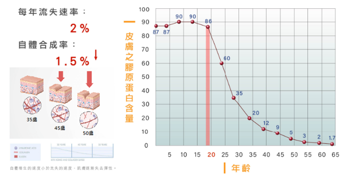 肌膚的老化問題曲線