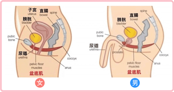 增加骨盆肌肉群