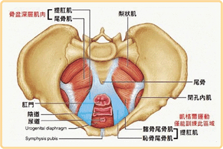 增加骨盆肌肉群